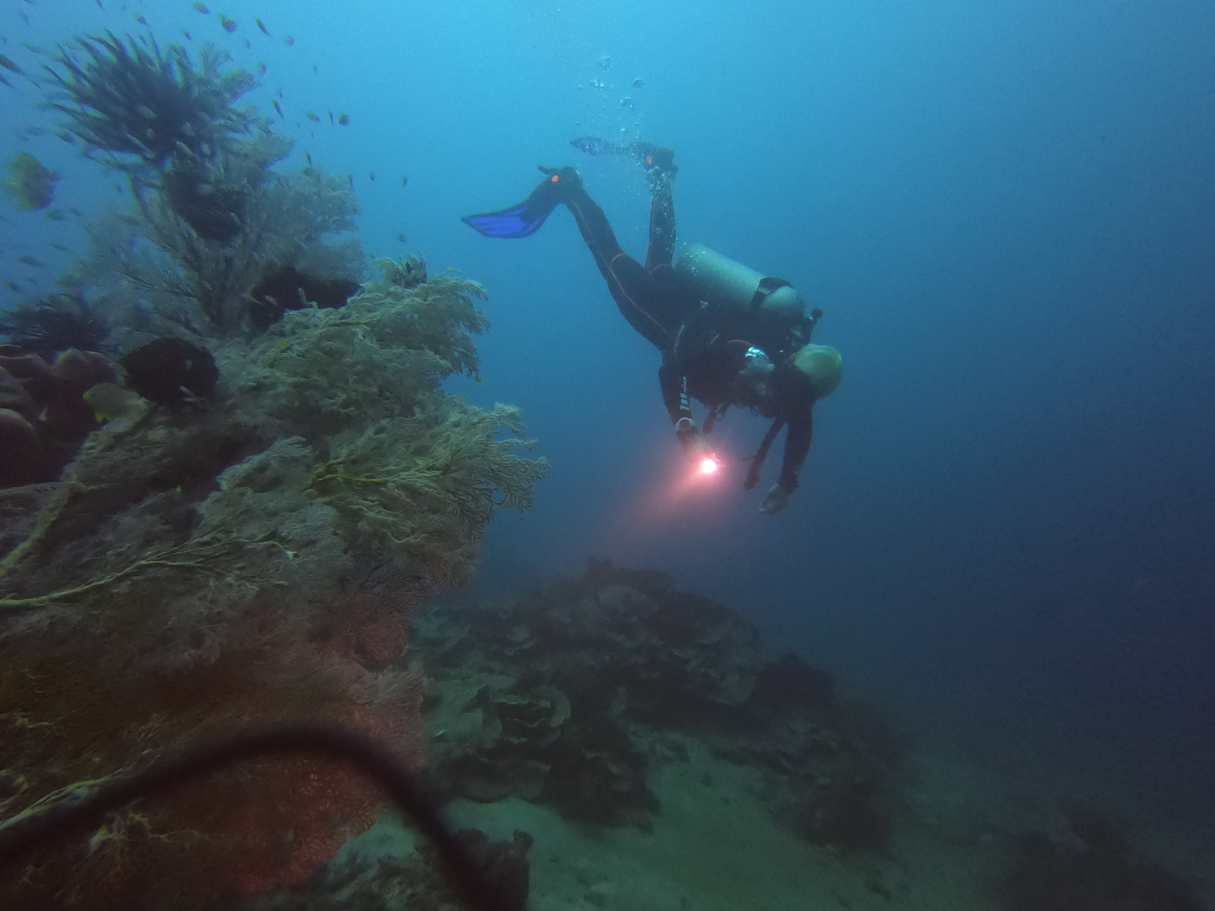 Marine Life at the Kogyo Maru Wreck